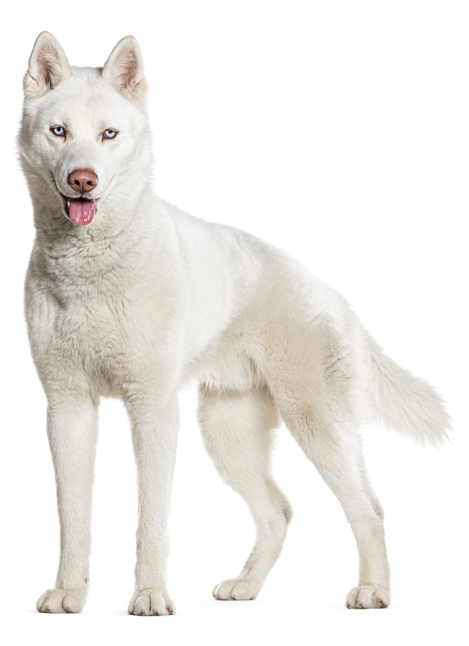 white husky with pale pigment at risk of skin cancer